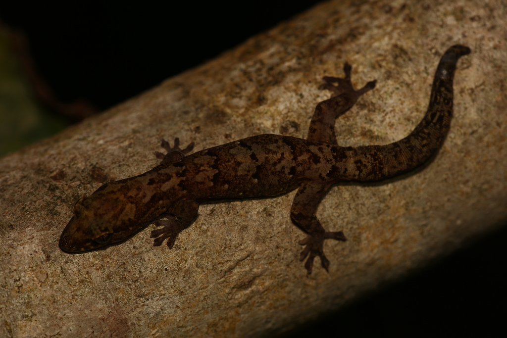 New Caledonian Brown Geckos