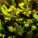Wood Bristle-Moss - Photo (c) Armand Turpel, some rights reserved (CC BY)