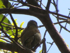 Colaptes auricularis