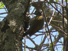 Colaptes auricularis