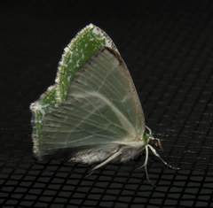 Eucyclodes insperata