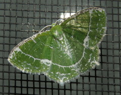 Eucyclodes insperata