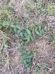 Asclepias prostrata