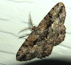 Hypomecis externaria