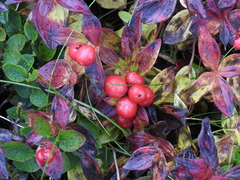 Cornus suecica