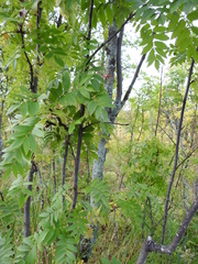 Sorbus aucuparia