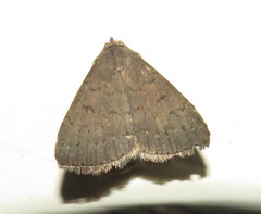 Nodaria cornicalis