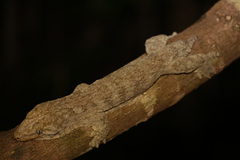 Rhacodactylus leachianus