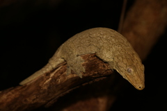 Rhacodactylus leachianus