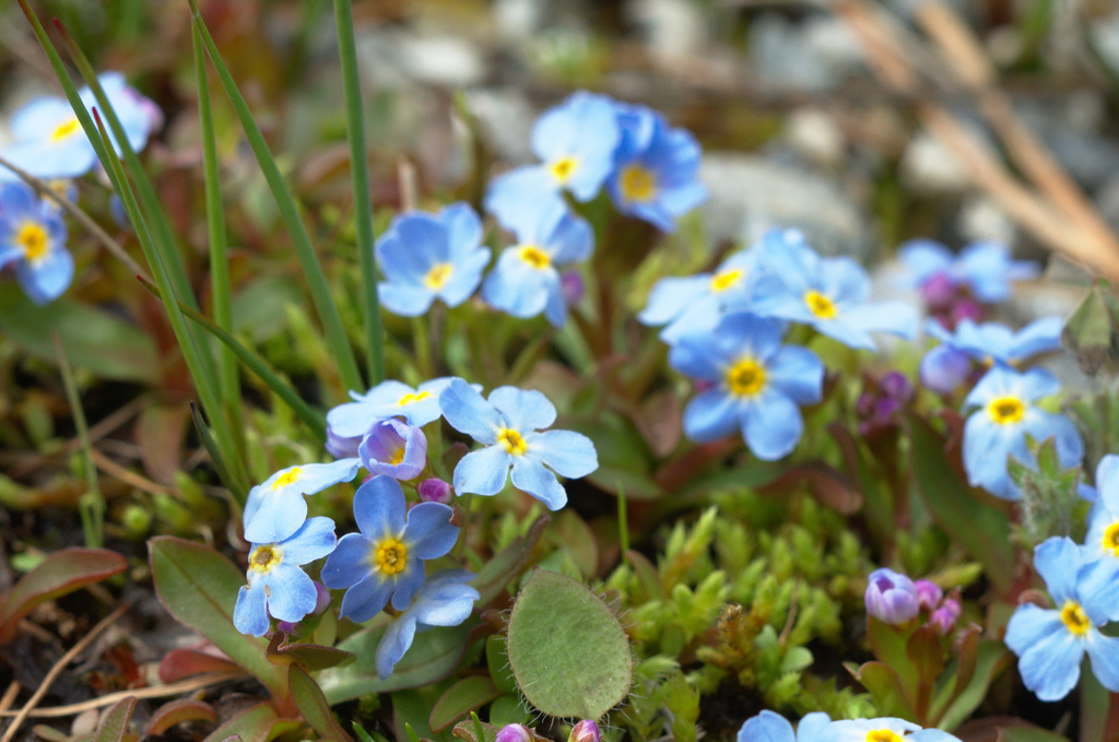 Creeping forget-me-not