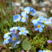 Myosotis rehsteineri - Photo (c) Cyril Gros, some rights reserved (CC BY-NC-SA)