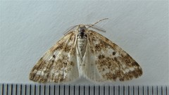 Eufidonia notataria