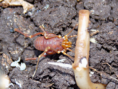 Pachyloides thorellii