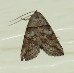 Calathusa hypotherma