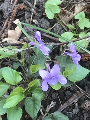 Viola hirta