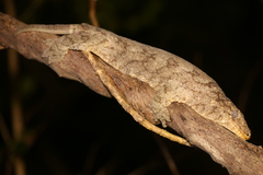 Rhacodactylus leachianus