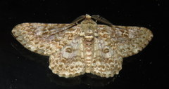 Cleora sabulata