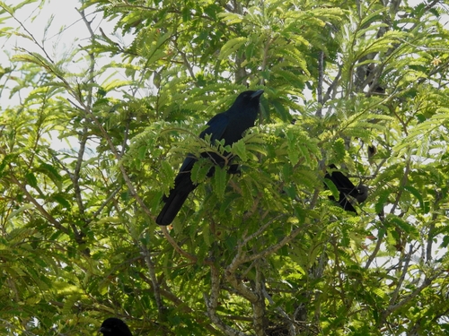 Tamaulipas Crow (Corvus imparatus), photo 5