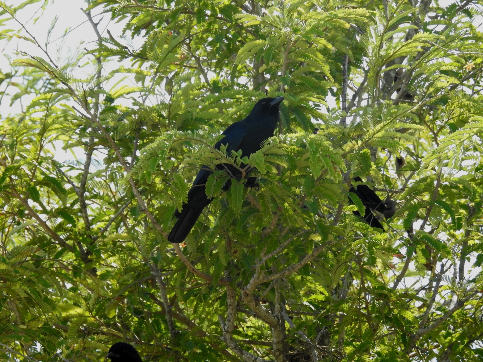 Tamaulipas Crow (Corvus imparatus), photo 4