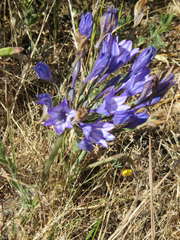 Triteleia laxa