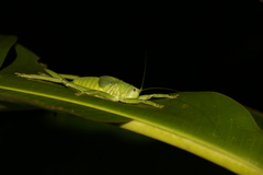Pseudophyllanax imperialis