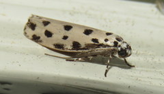 Ethmia sphaerosticha
