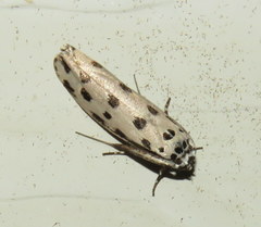 Ethmia sphaerosticha