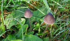 Mycena polygramma