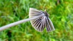 Mycena polygramma