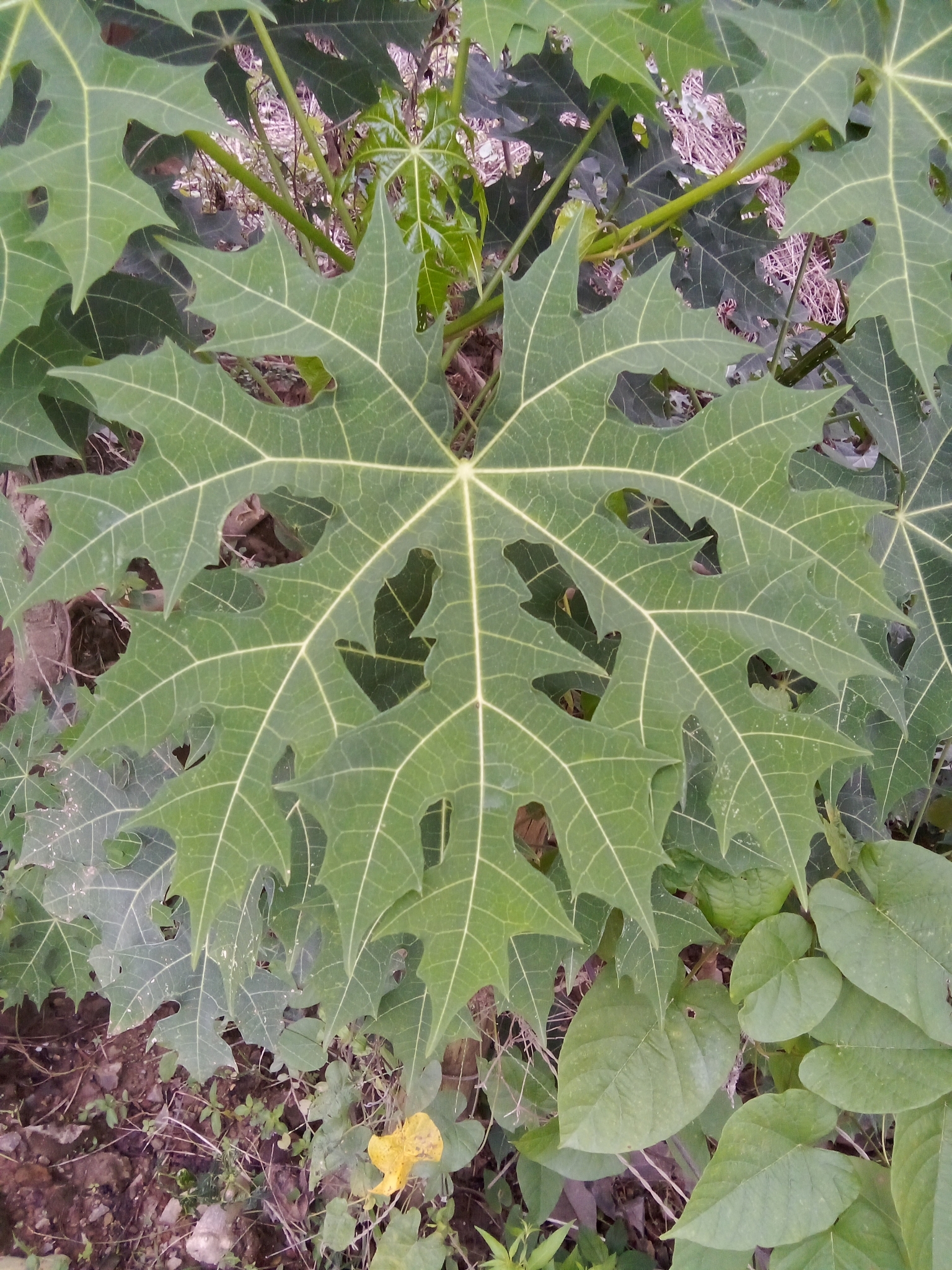 Cnidoscolus aconitifolius image