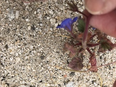 Phacelia campanularia campanularia
