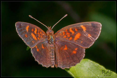 Ortilia velica (Hewitson, 1864)