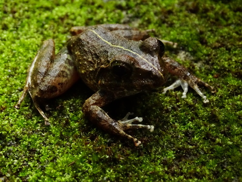 Volcan San Martin Rainfrog