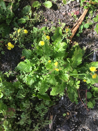 Youngia japonica image