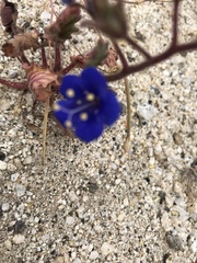Phacelia campanularia campanularia