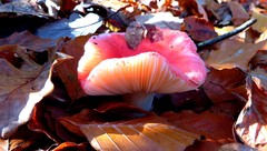 Russula lepida