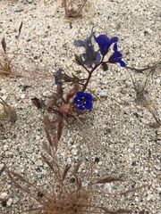 Phacelia campanularia campanularia