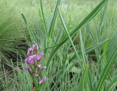 Disa stachyoides