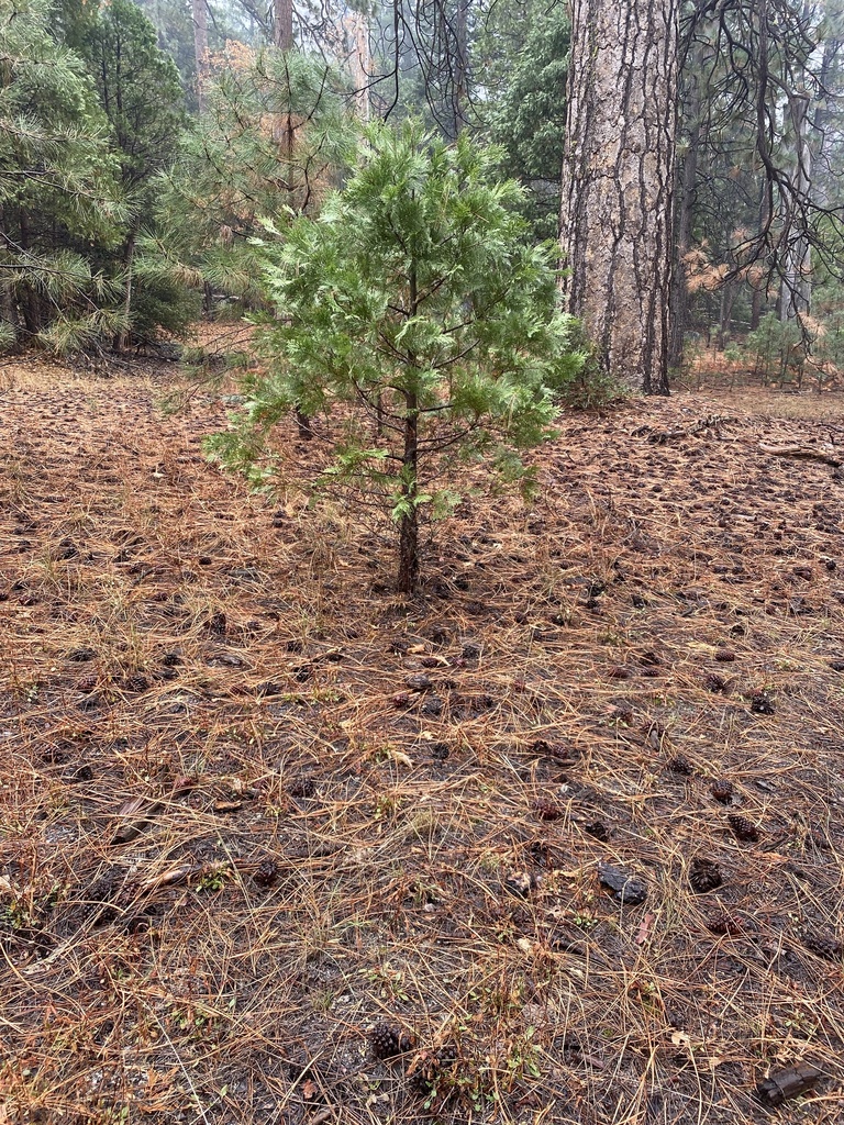 California incensecedar from Yosemite National Park, Coulterville, CA