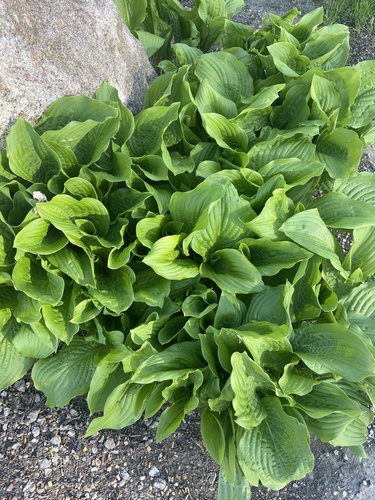 Hosta venusta iNat (2)