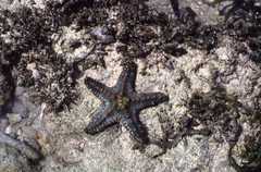 Pentaceraster