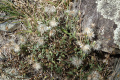 Vittadinia australis