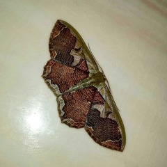 Zythos turbata