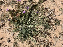 Lepidium austrinum