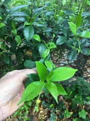 Trachelospermum jasminoides