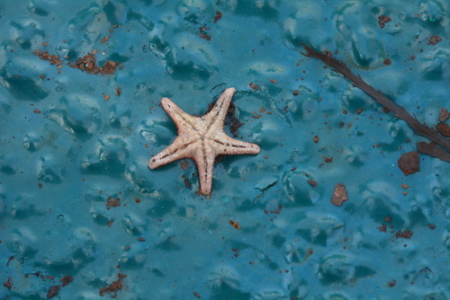 Asteroidea