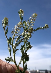 Lepidium austrinum