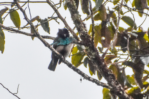 Greater Lophorina (Lophorina latipennis), photo 2