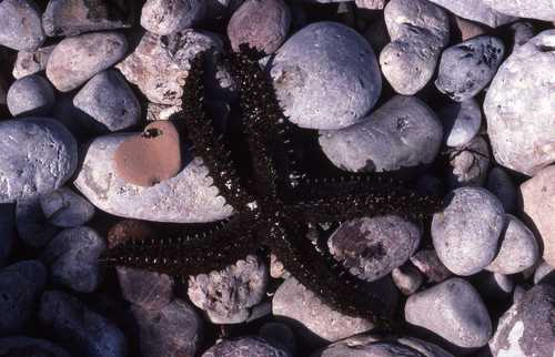 Marthasterias glacialis