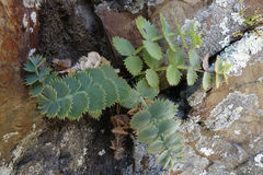 Gingidia grisea